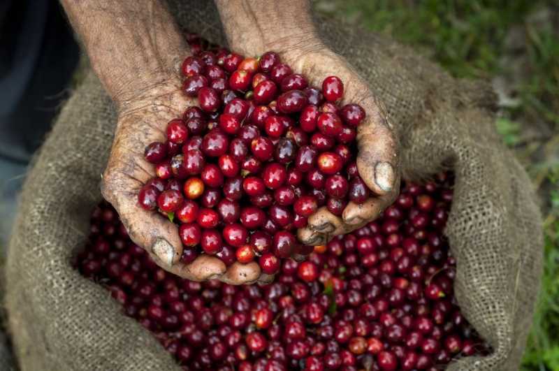 How Is Coffee Grown and Produced?