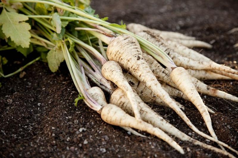 All About Parsnips