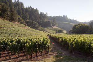 The 8 Best Napa Valley Wineries for Cabernet Sauvignon