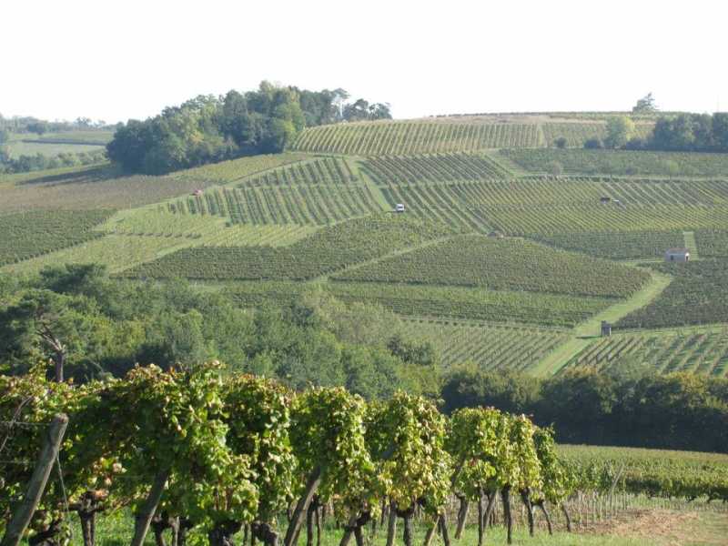 Bordeaux Wine Classifications and Basics