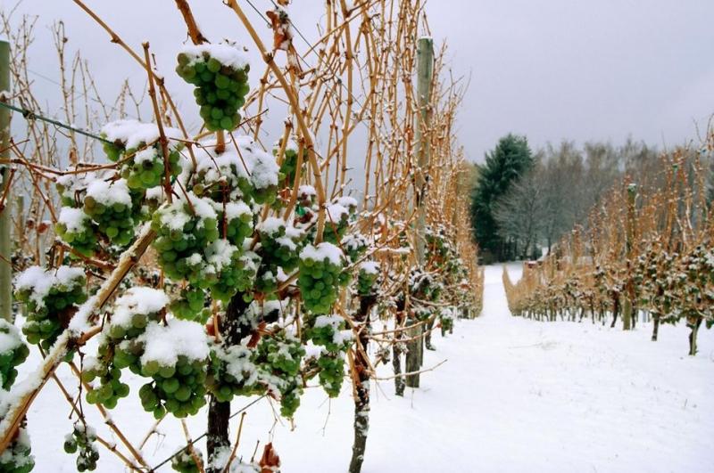 What You Should Know About Ice Wine