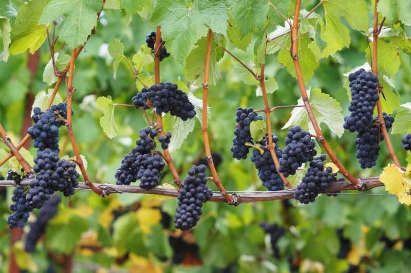 An Introduction to Pinot Noir Wines