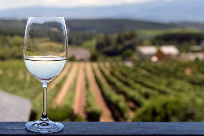 Aromatic Sauvignon Blanc White Wine Grape